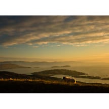 Alternate image for Sheep on the Ring of Kerry Photographic Print